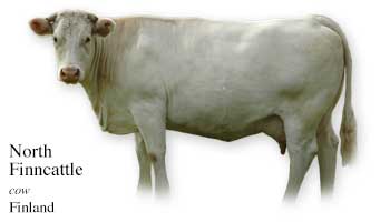 List of Finland Cow Name with Picture