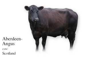 List of Cow Name with Picture