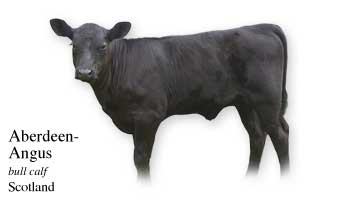 List of Cow Name with Picture