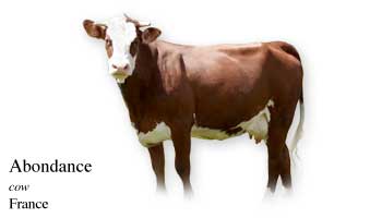 List of Cow Name with Picture