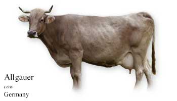 List of Cow Name with Picture