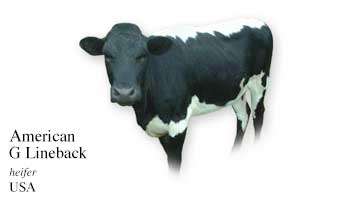 List of Cow Name with Picture