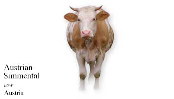 List of Cow Name with Picture