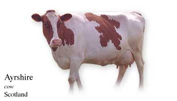 List of Cow Name with Picture