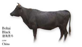 List of Chinese Cow Name with Picture