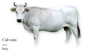 List of Italian Cow Name with Picture