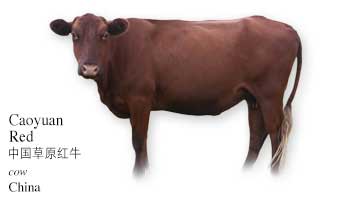 List of Chinese Cow Name with Picture