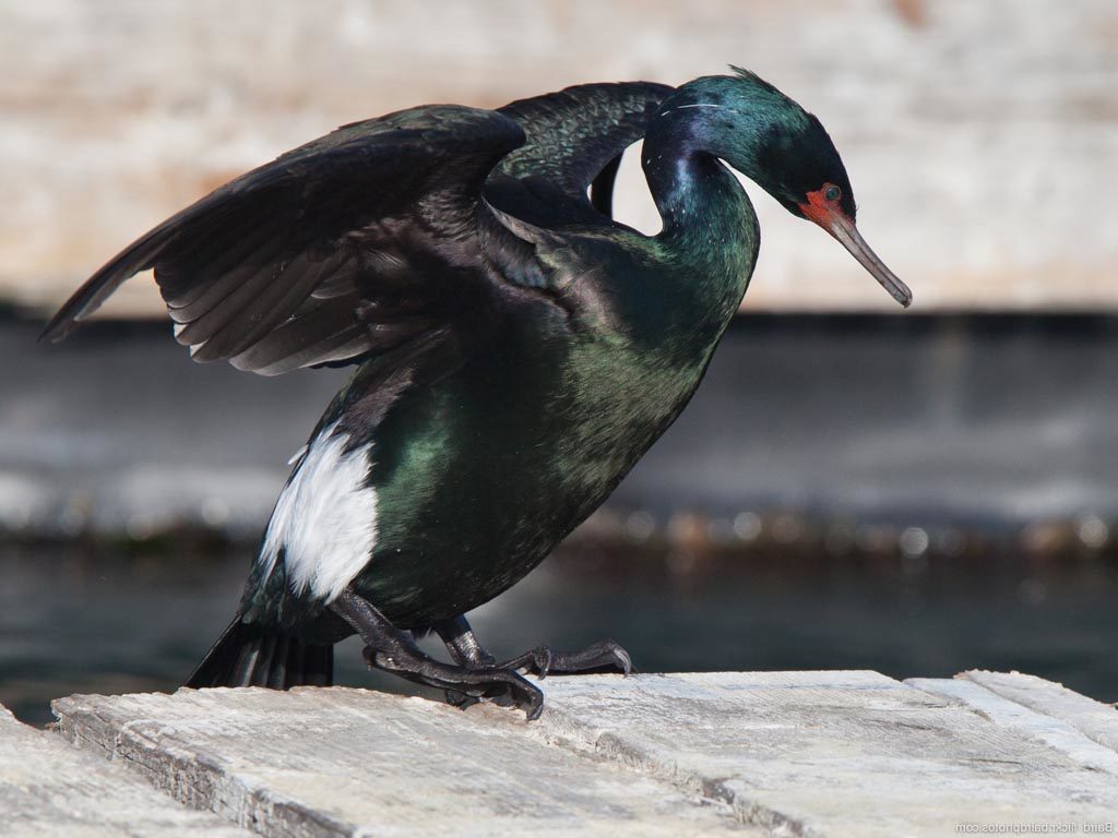 Cormorant