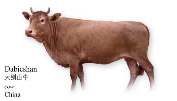 List of Chinese Cow Name with Picture