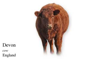 List of England Cow Name With Picture