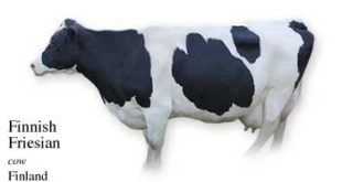 List of Finland Cow Name with Picture