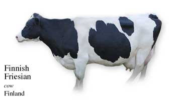 List of Finland Cow Name with Picture