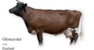 List of England Cow Name With Picture