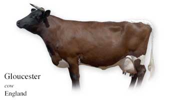 List of England Cow Name With Picture