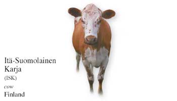 List of Finland Cow Name with Picture