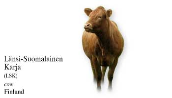 List of Finland Cow Name with Picture