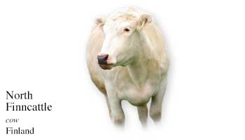 List of Finland Cow Name with Picture