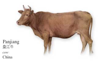 List of Chinese Cow Name with Picture