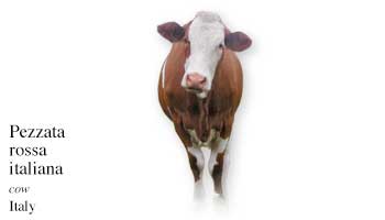 List of Italian Cow Name with Picture