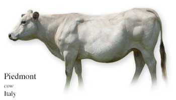 List of Italian Cow Name with Picture