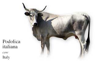 List of Cow Name with Picture