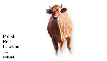 Poland Cow Name with Picture