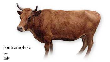 List of Italian Cow Name with Picture