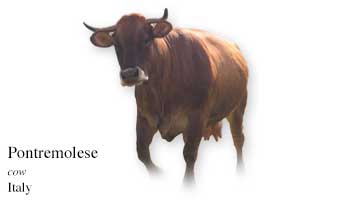 List of Italian Cow Name with Picture