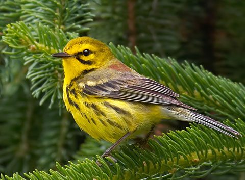 Prairie Warbler