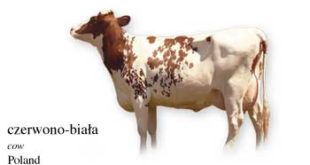 Poland Cow Name with Picture