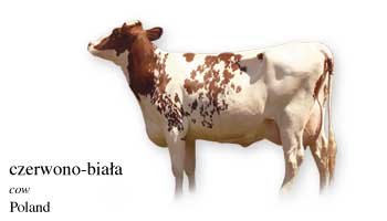 Poland Cow Name with Picture