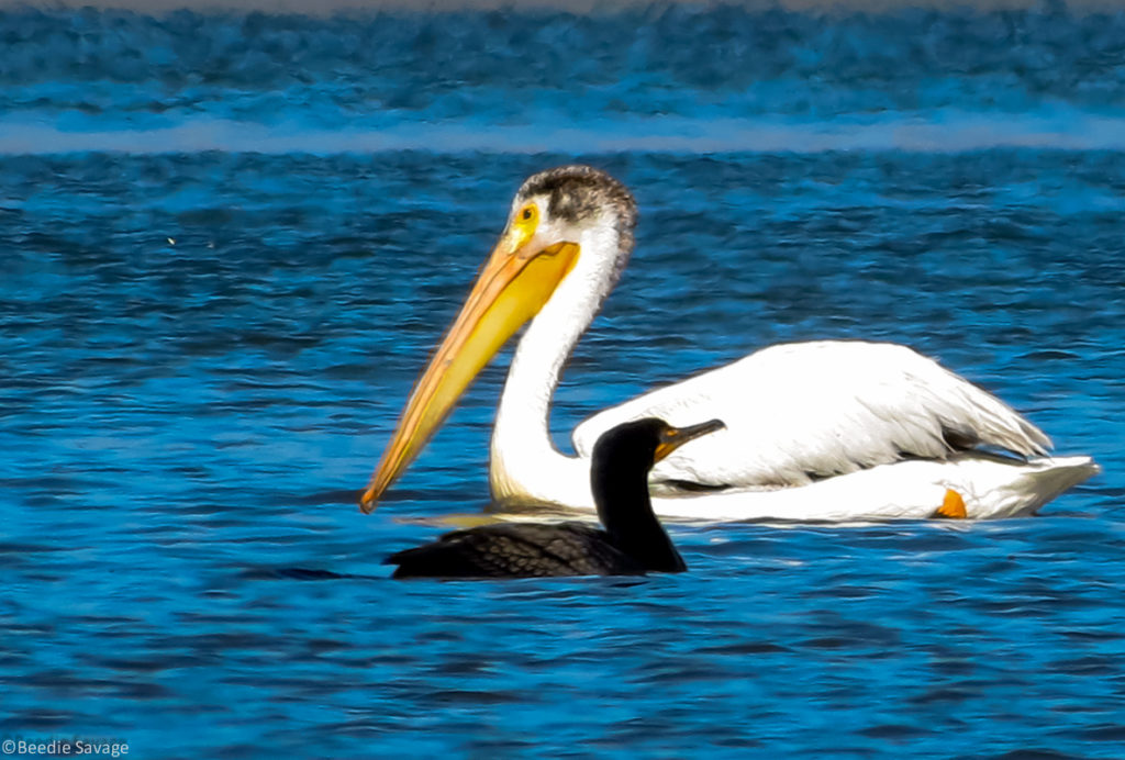 Pelican and Cormorants