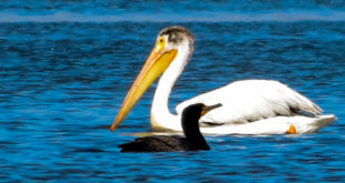 Pelican and Cormorants