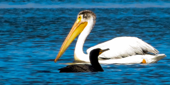 Pelican and Cormorants