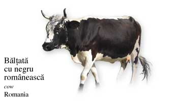 Romania Cow Name with Picture