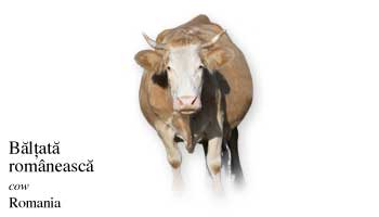 Romania Cow Name with Picture