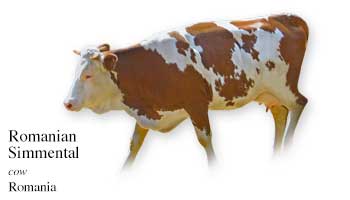 Romania Cow Name with Picture