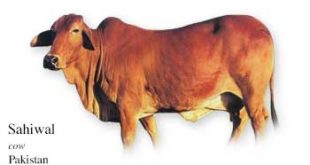 List of Pakistani Cow Name with Picture