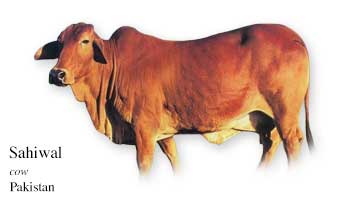 List of Pakistani Cow Name with Picture