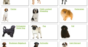 List of Dog Breeds