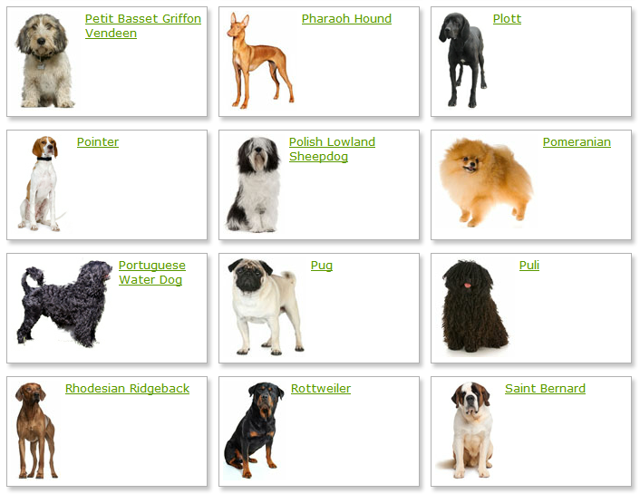 List of Dog Breeds