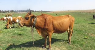 Cyprus Cow Name with Picture