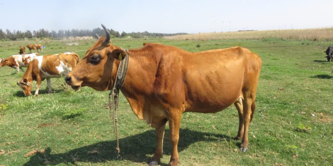 Cyprus Cow Name with Picture